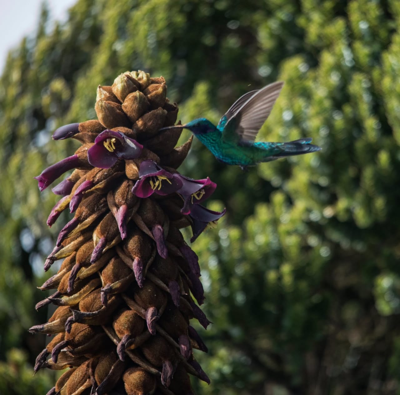 TIERRALEJA RESERVE PUYA LOCA POLINIZADOR CORUSCANS .jpeg