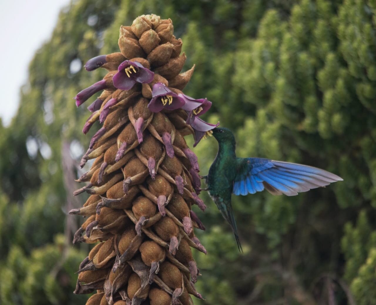 TIERRALEJA RESERVE PUYA LOCA POLINIZADOR PTEROPHANES CYANOPTERUS .jpeg