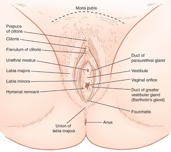 ...from Anatomy Notehttps://www.anatomynote.com/human-anatomy/reproductive-...