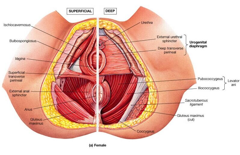 Pelvic floor muscles female