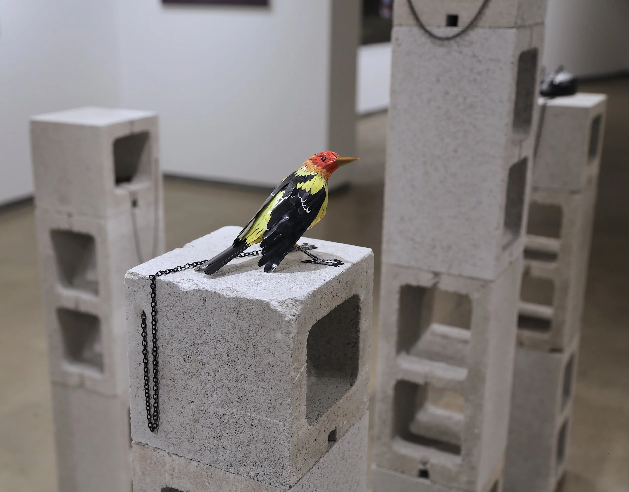 Tethered Series: Western Tanager 2020