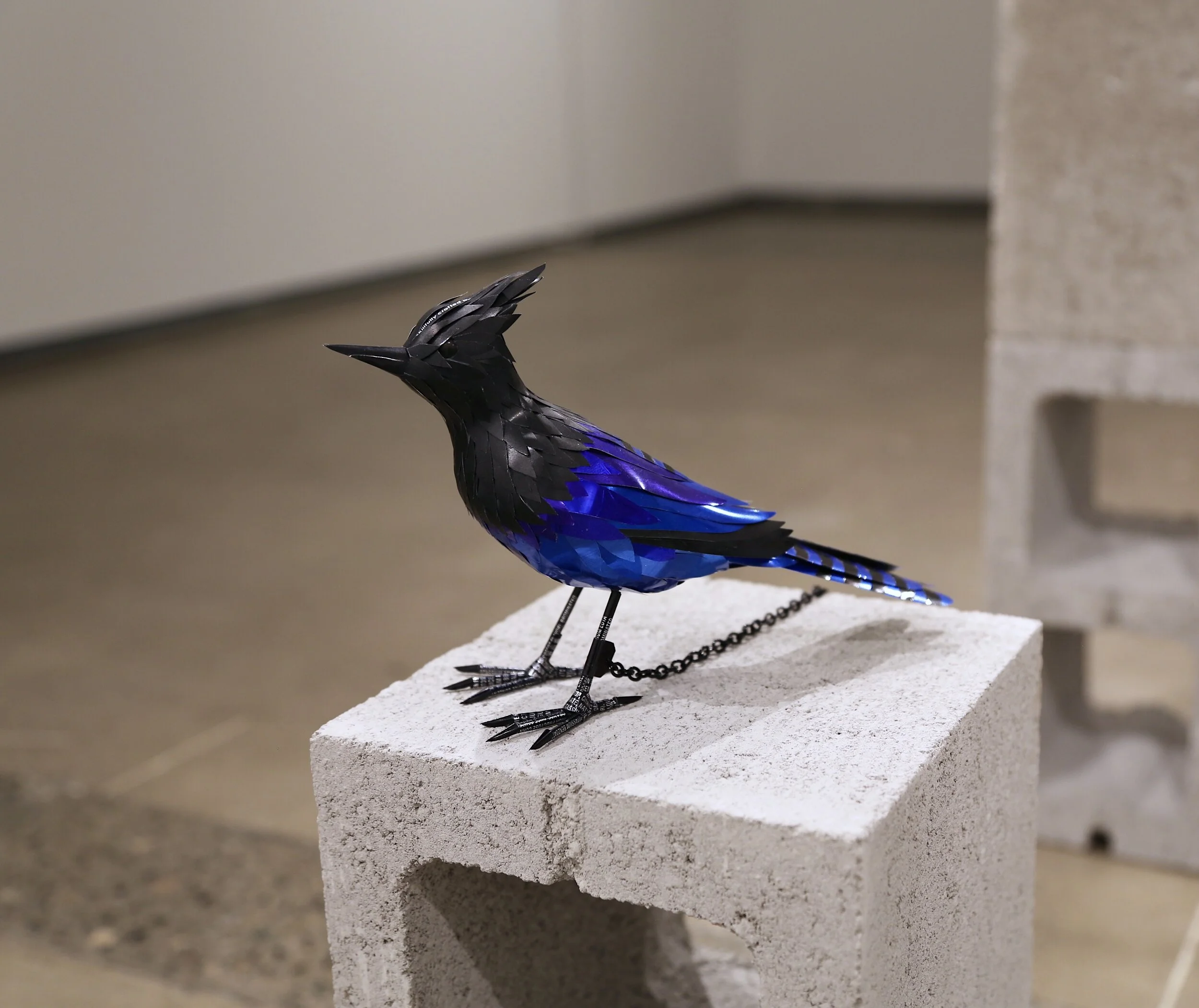 Tethered Series: Steller's Jay 
