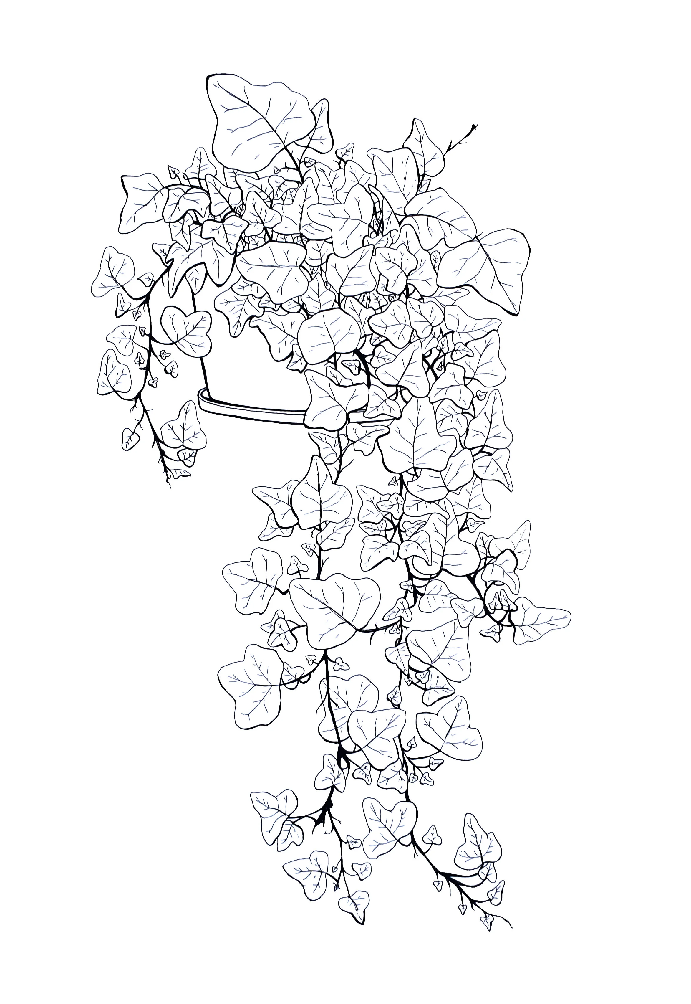 ivy01.jpg