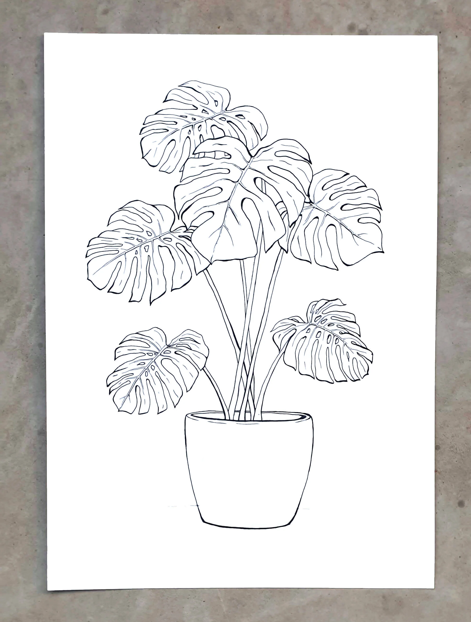 monstera01.jpg