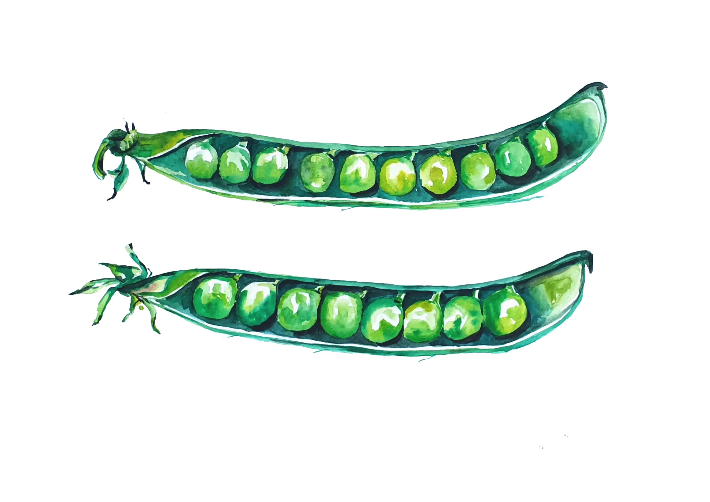 peas02.jpg