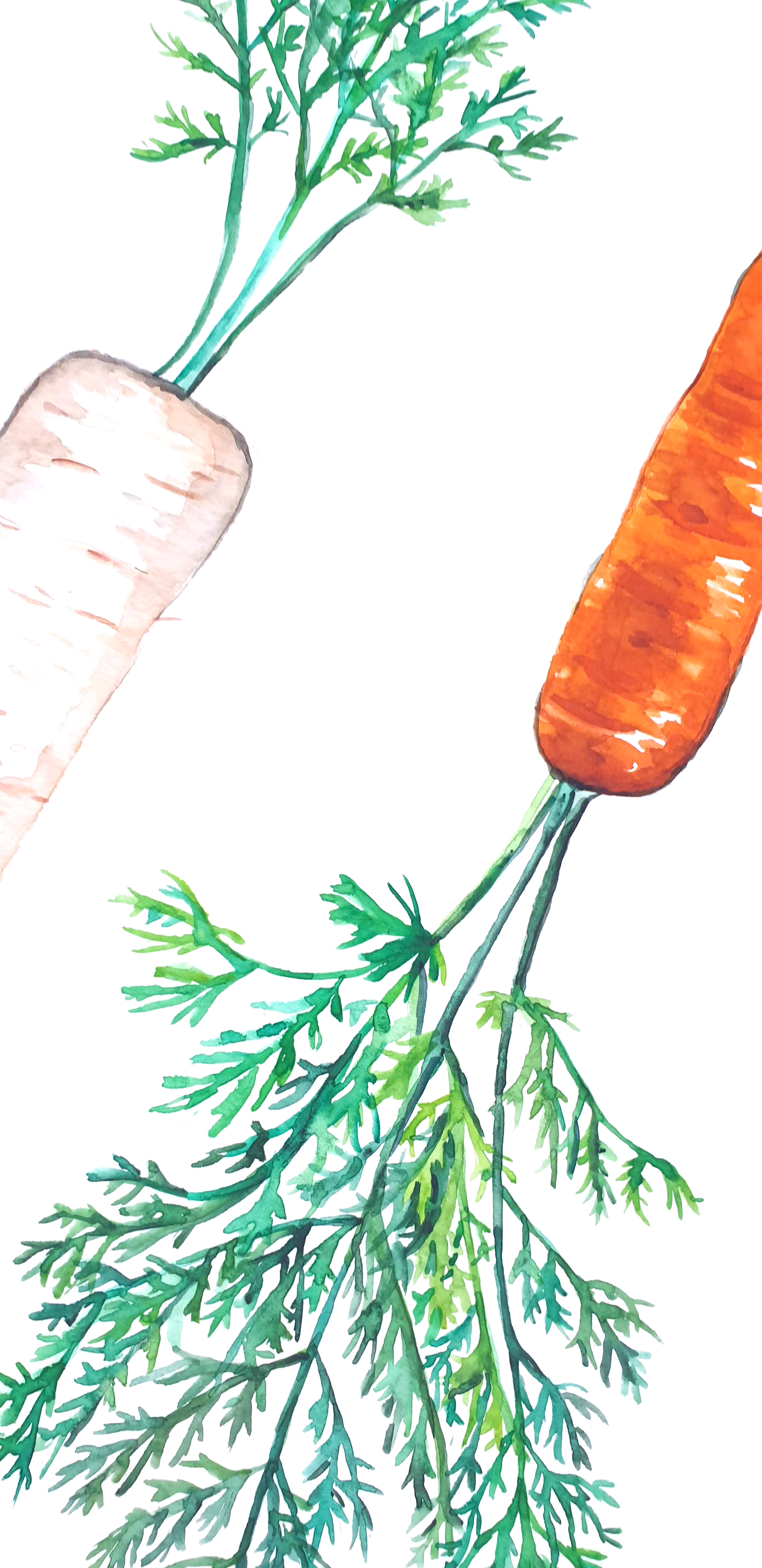 carrots copy.jpg