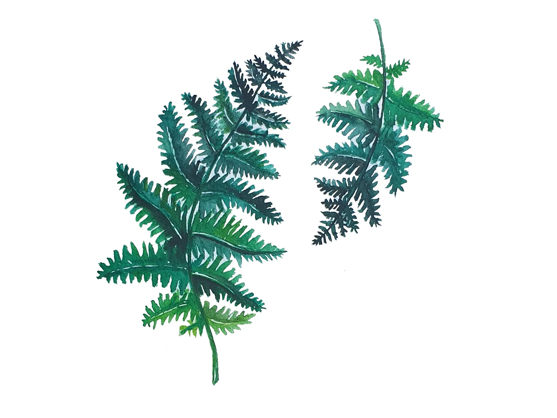 FERN00.jpg