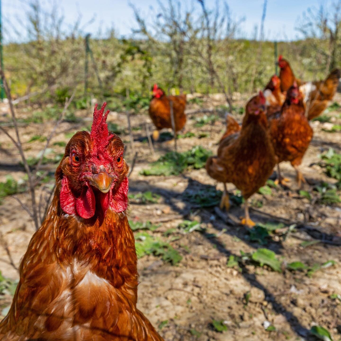 Meet our rescues 🐓

These adorable animals were rescued by us and are now living their best lives here at Domain de Rambeau! 

Why not indulge in a wholesome lifestyle experience where each morning begins with farm-fresh eggs from our happy hens and