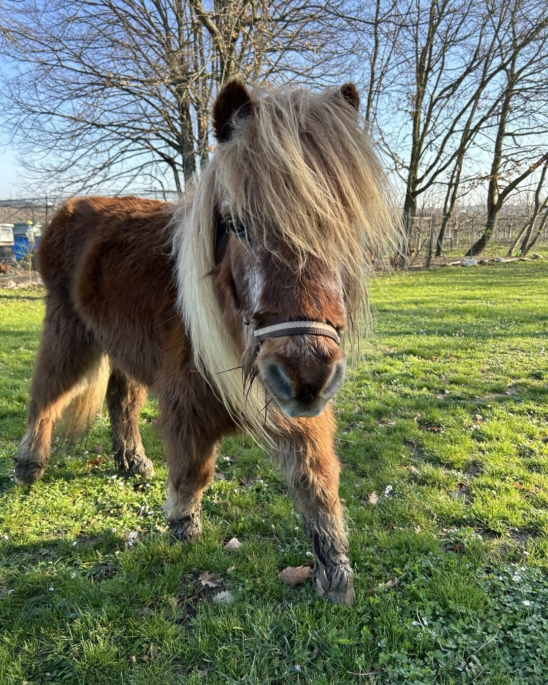 Polochon, the Shetland pony,enjoying the early spring sunshine