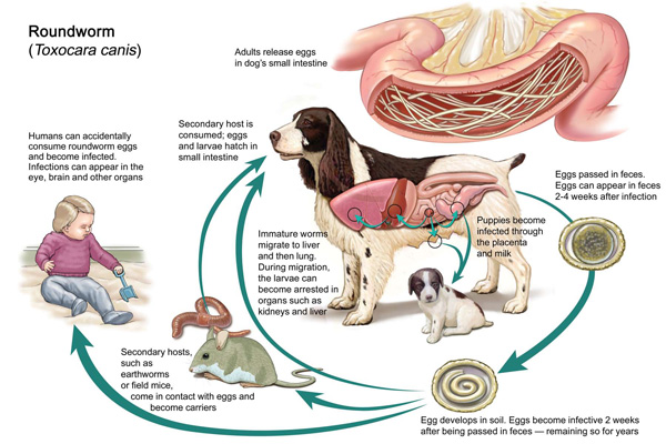 roundworm 2.jpg