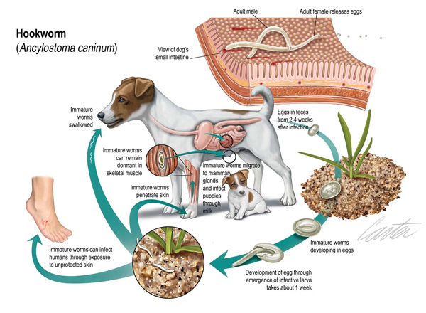 Hookworm 2.jpg