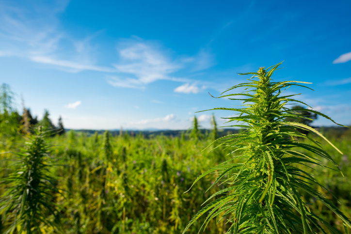 Cannabis-farm-field-view-825329888_726x484.jpeg