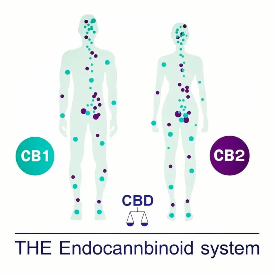 The-Endocannbinoid-System.jpg