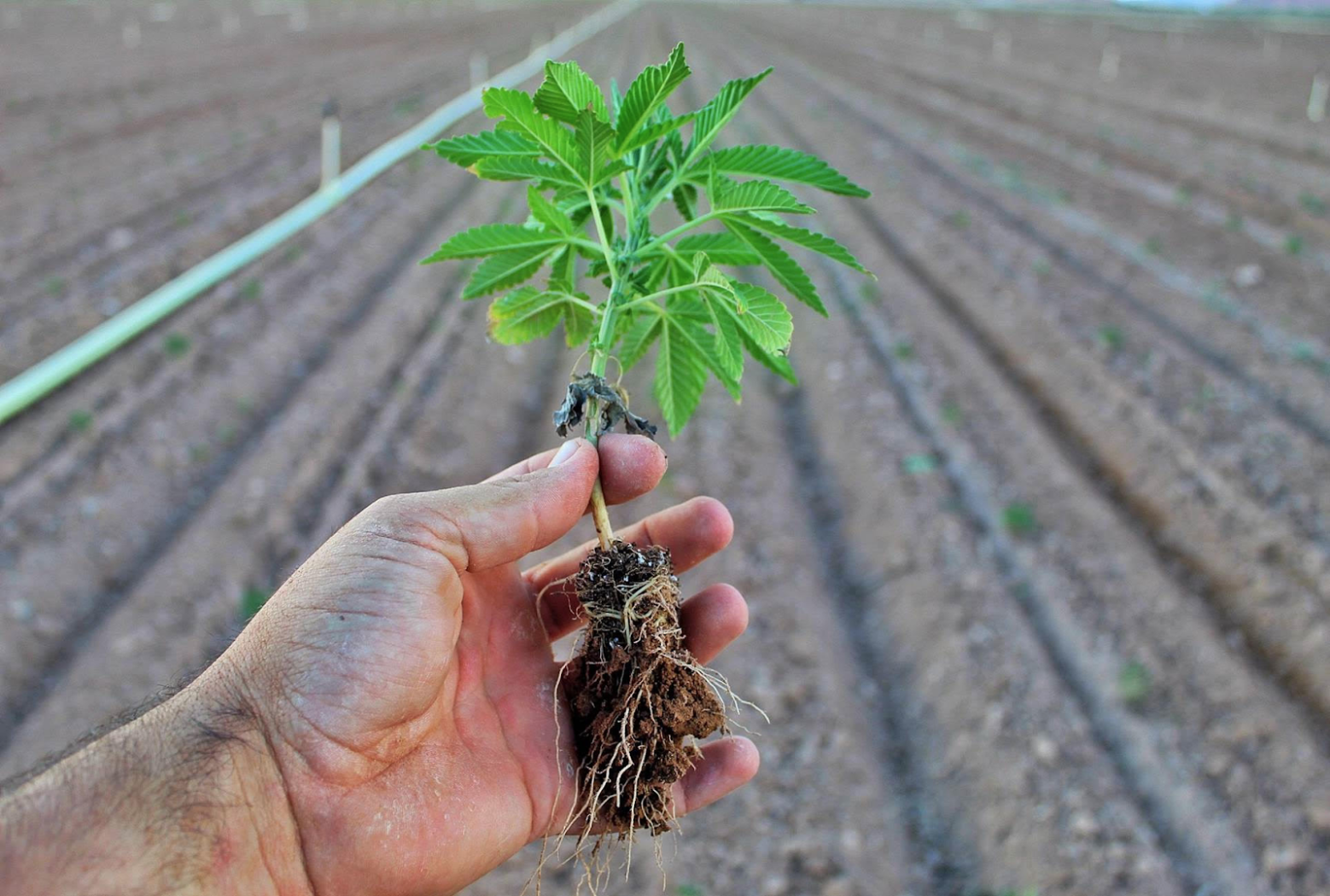 An organic hemp plant being transplanted on Integrated CBD’s 10,000-acre farm.