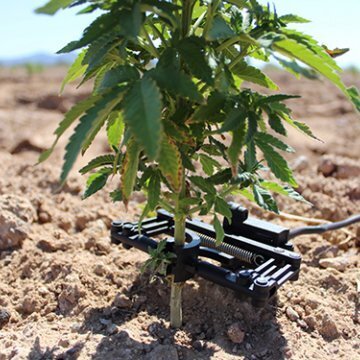 hemp+with+irrigation+sensor.jpg