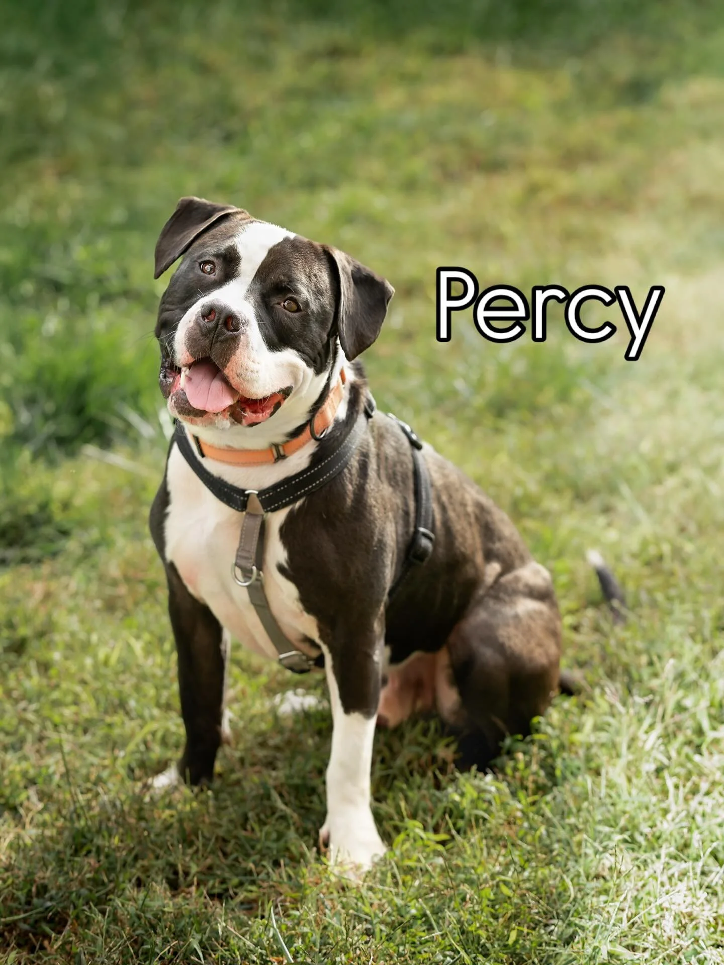 ✨ Adoptable Vindicated Pups ✨
Look at these incredible, adoptable dogs! 😍
We pride ourselves on our matchmaking abilities. Not sure which of these dogs, or what type of dog in general is the best fit for your family? Reach out and we are happy to