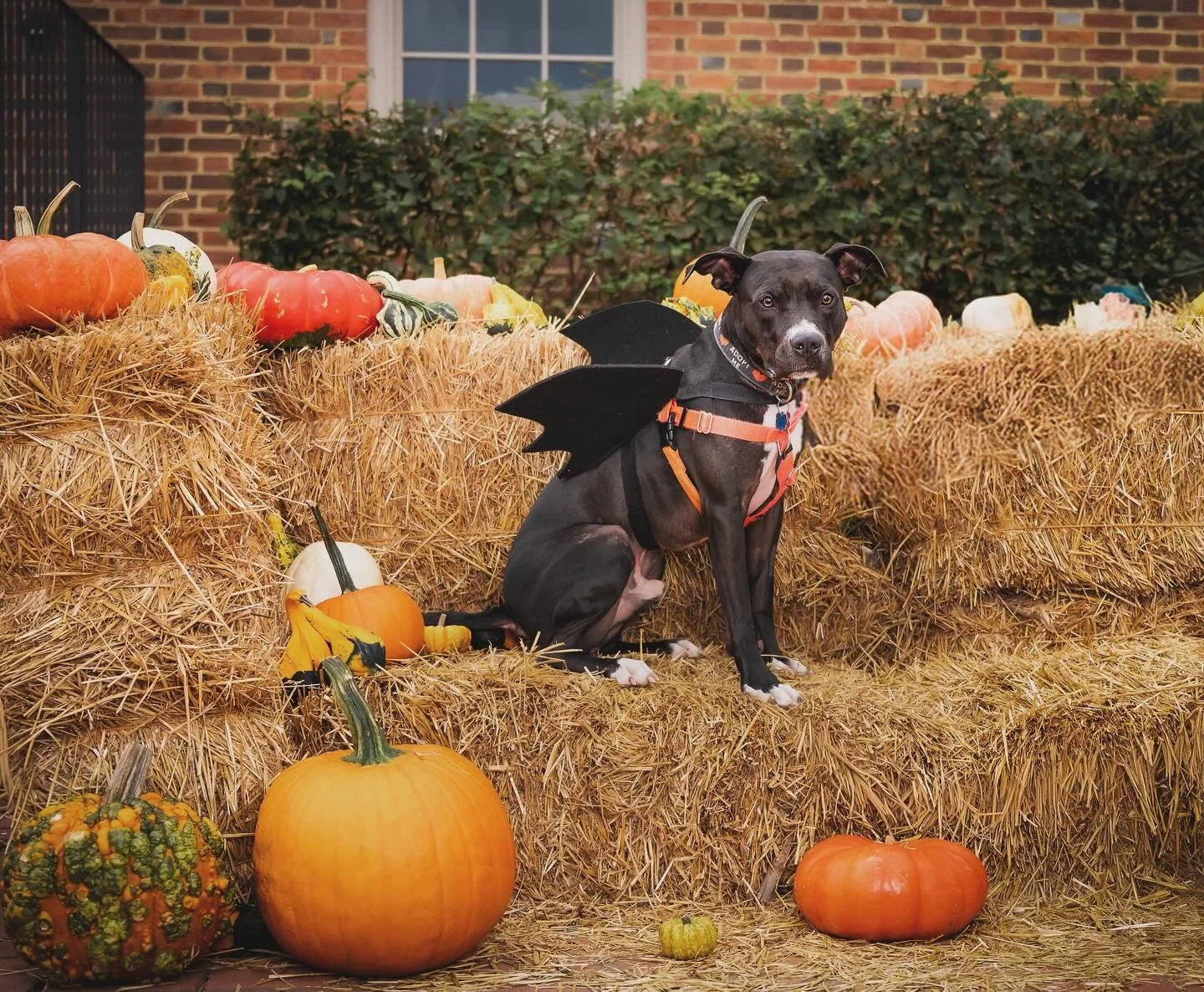 Happy Howl-oween from the Vindicated Team featuring Adoptable Benji! This batty boy is ready to fly into your heart.. and soul 🖤 🦇 🎃
#pitbullsofinstagram #rescuedog #halloween #batdog #fallfun #endbsl #adoptdontshop #adoptable #blackdogs #pittie