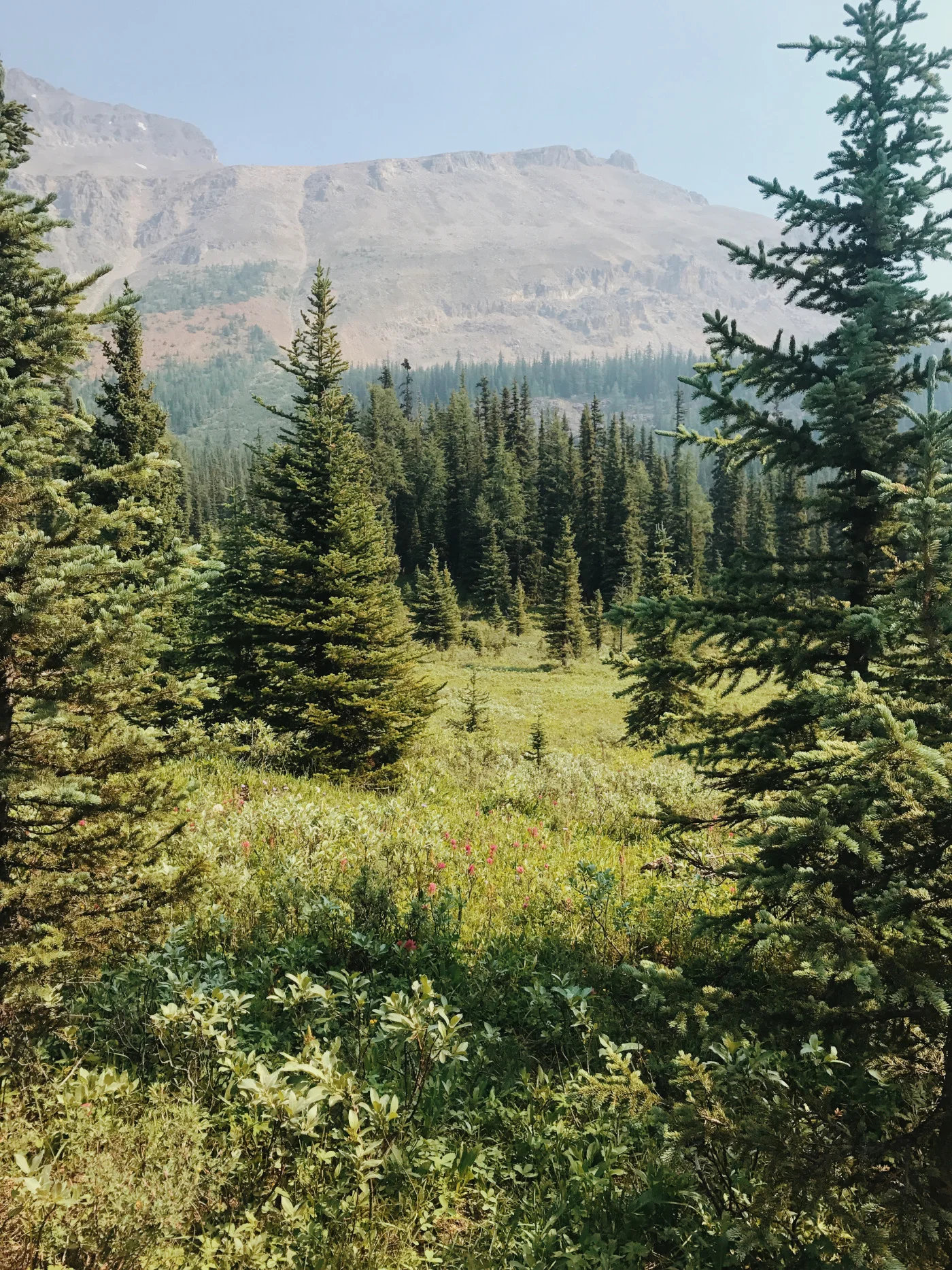 Wild flowers & forest on the trail to the lake