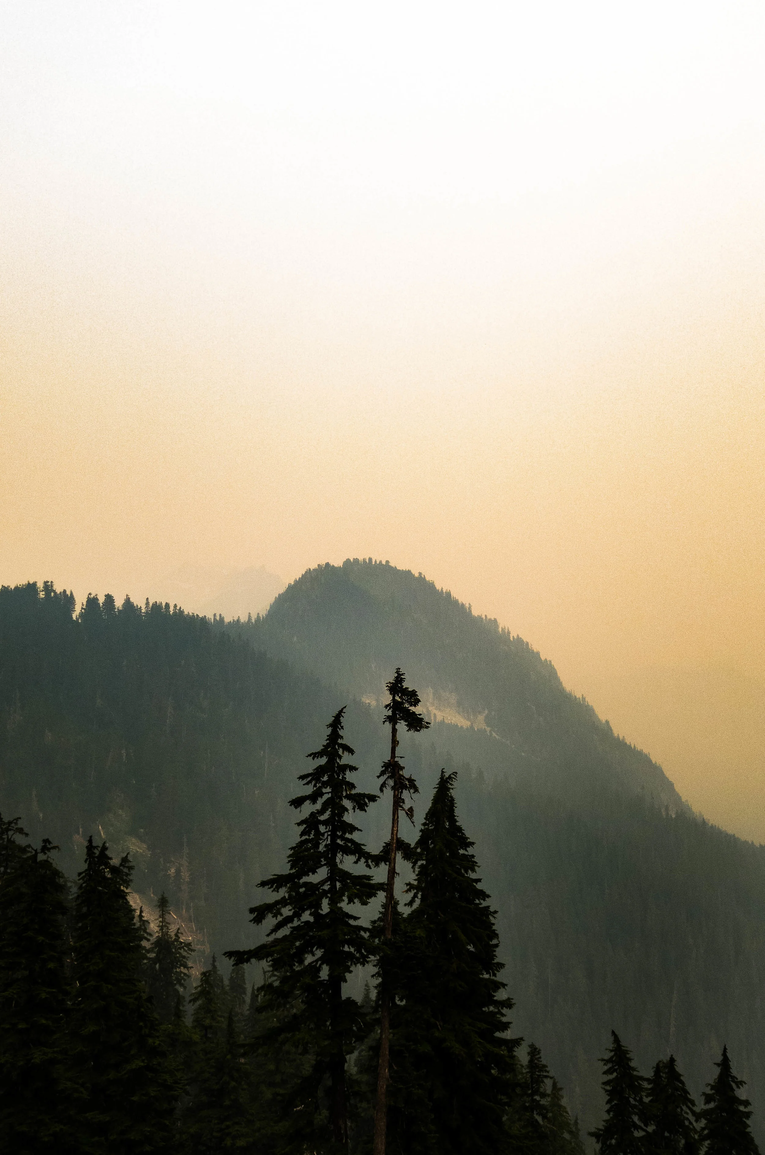 three tree processed final.jpg