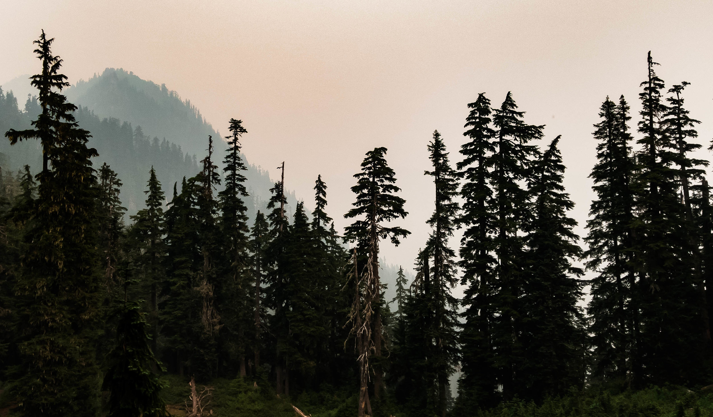 trees foreground.jpg