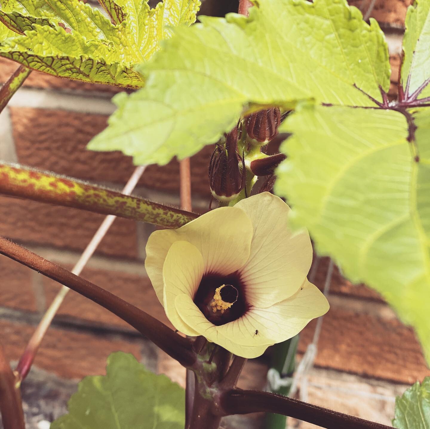 Summer always brings a bit of adventures in gardening and trying new plants and new methods. I&rsquo;ve learned it can&rsquo;t hurt to plant a seed and see what grows🌱