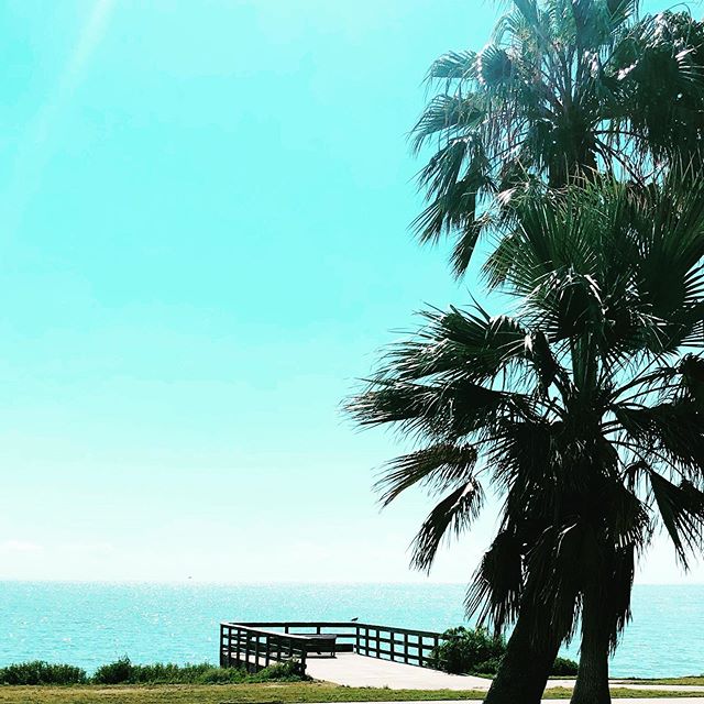 Had my cup filled again with some salty air on a morning walk by the beautiful #corpuschristibay. I ❤️ this place!!!
.
#lovemyhometown #corpuschristi #beach #love #water #palmtrees #happy #watergirl #saltyair