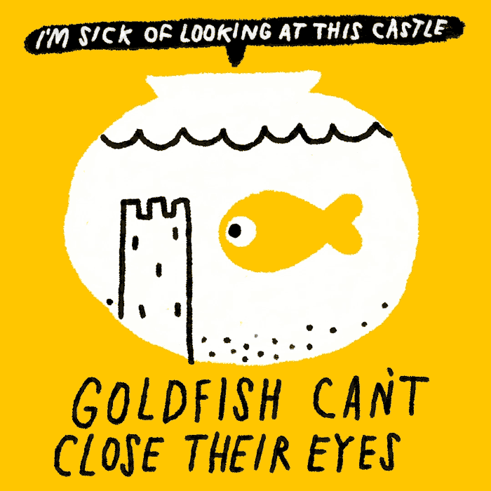 16-goldfish-can't-close-their-eyes.gif
