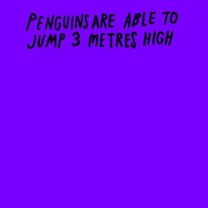 18-penguins-are-able-to-jump-3-metres-high.gif