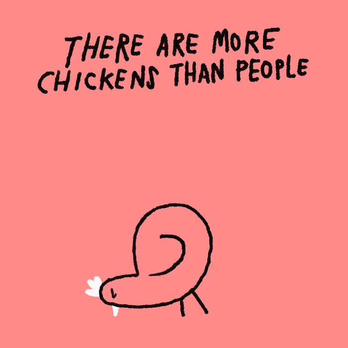 27-there-are-more-chickens-int-he-world-than-humans.gif
