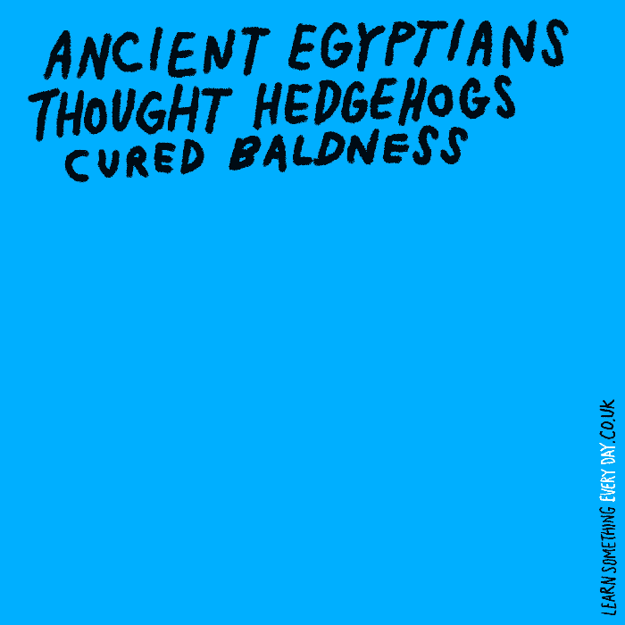 39-ancient-egyptians-thought-hedgehogs-cured-baldness.gif