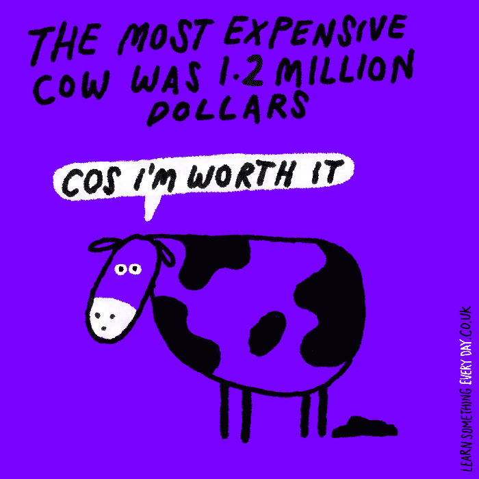 40-The-most-expensive-cow-was-1.gif