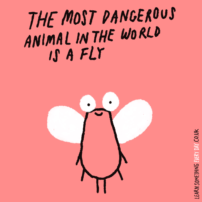 38-the-most-dangerous-animal-in-the-world-is-a-fly.gif