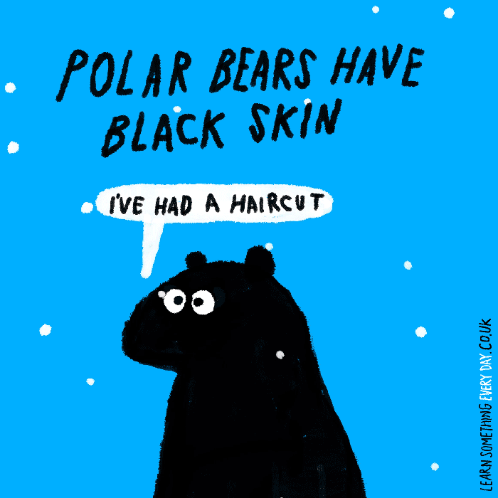 28-polar-bears-have-black-skin.gif