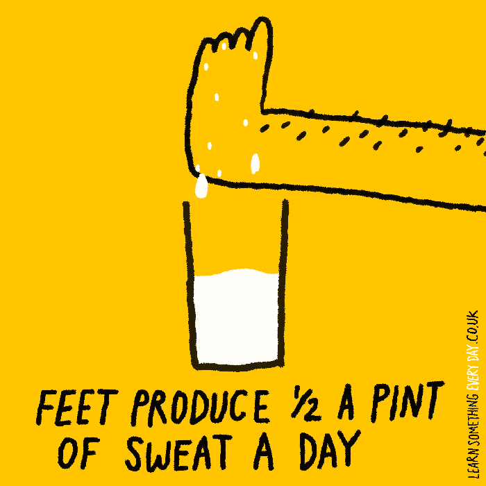 45-feet-produce-1-2-pint-of-sweat-a-day-2.gif