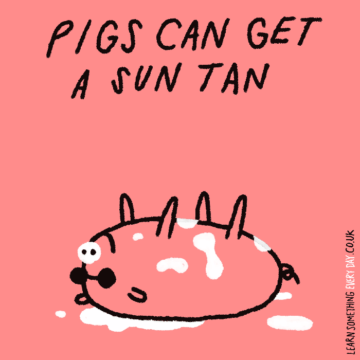 46-pigs-can-get-a-sun-tan.gif