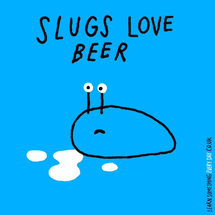 slugs-love-beer.gif