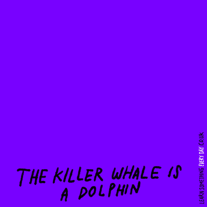 The-killer-whale-is-a-dolphin.gif