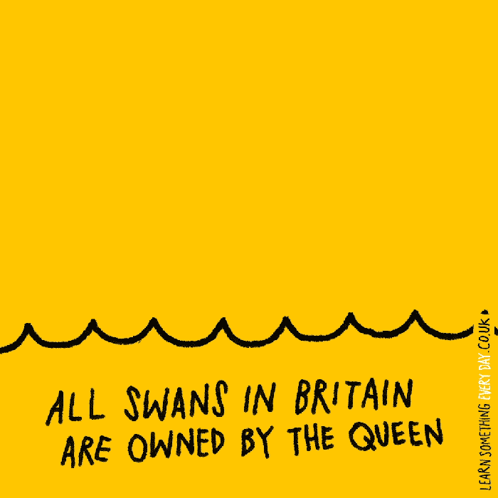 all-swans-in-britain-are-owned-by-the-queen.gif