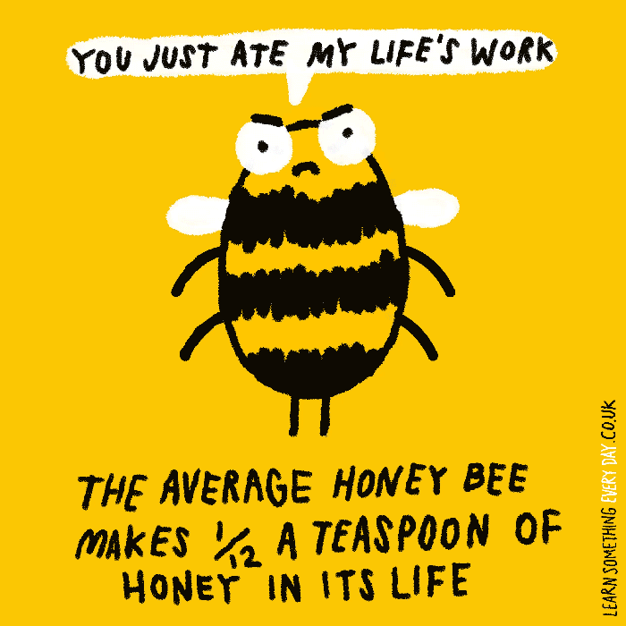 the-average-honey-bee-1-12-teaspoon-of-honey-in-its-life.gif