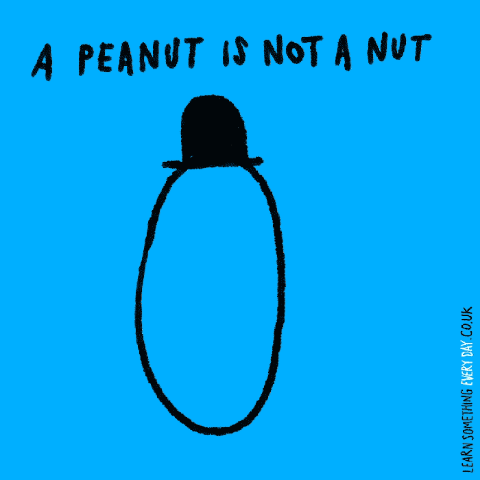 a-peanut-is-not-a-nut.gif