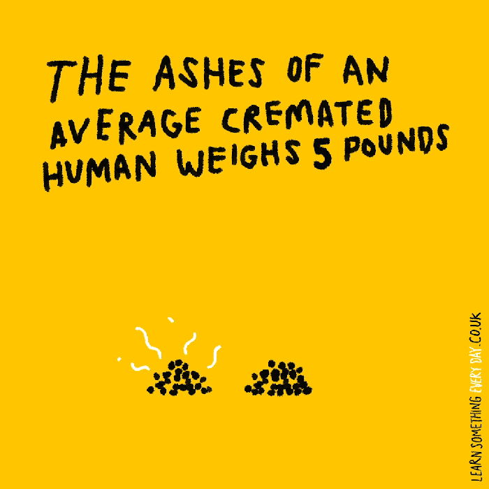 the-ashes-of-an-average-cremated-human-weighs-5-pounds.gif