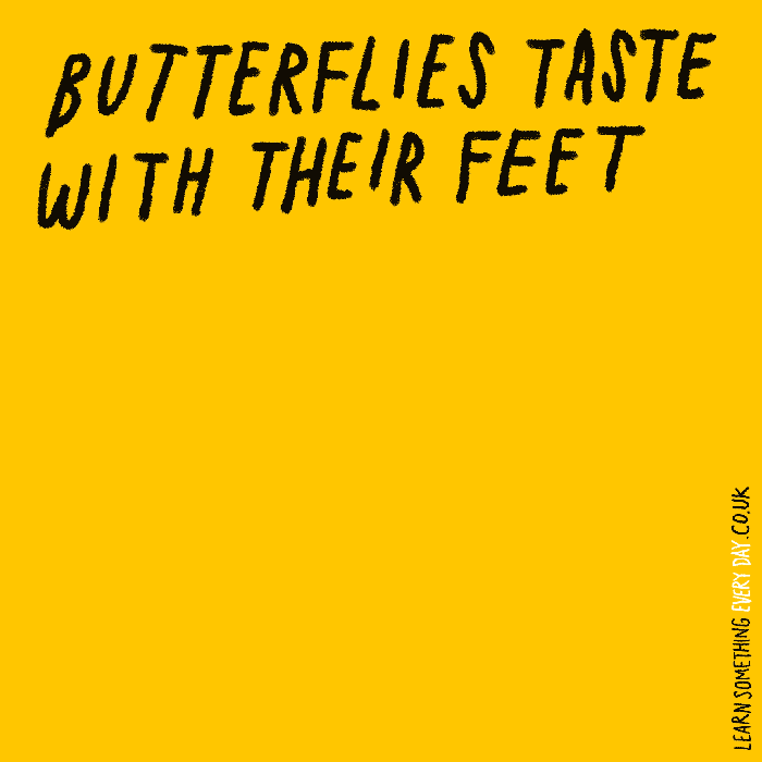 Butterflies-taste-with-their-fet.gif