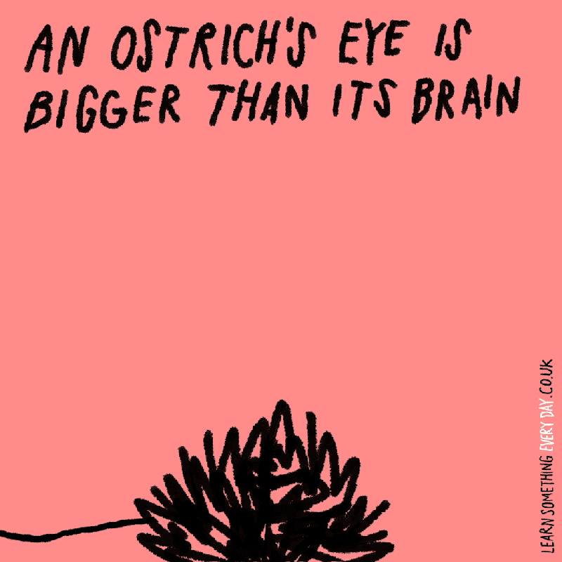 an-ostrich's-eye-is-bigger-than-its-brain.gif