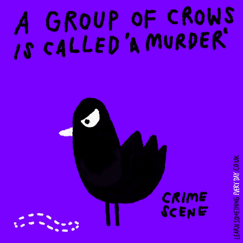 A-group-of-crows-is-called-a-murder.gif