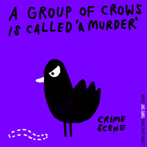 A-group-of-crows-is-called-a-murder.gif?format=500w&profile=RESIZE_710x