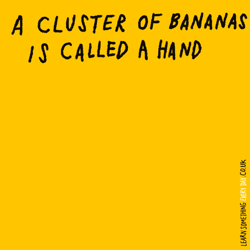 a-cluster-of-bananas-is-called-a-hand.gif