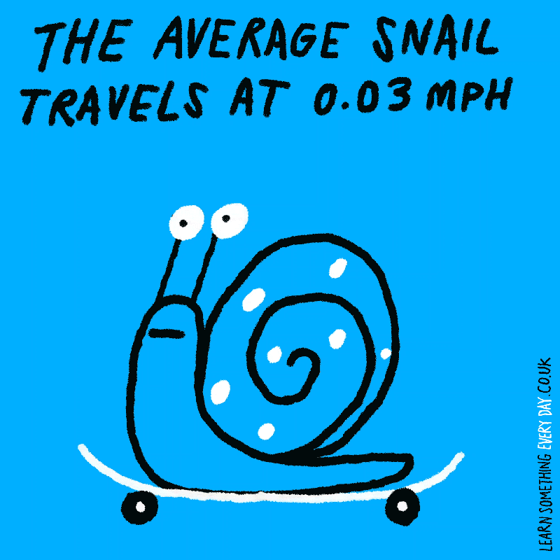 the-average-snail-travels-at-0.03 mph.gif