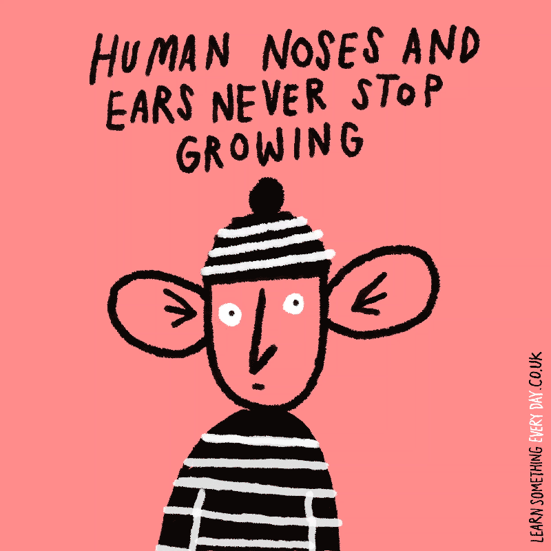 human-noses-and-ears-never-stop-growing.gif