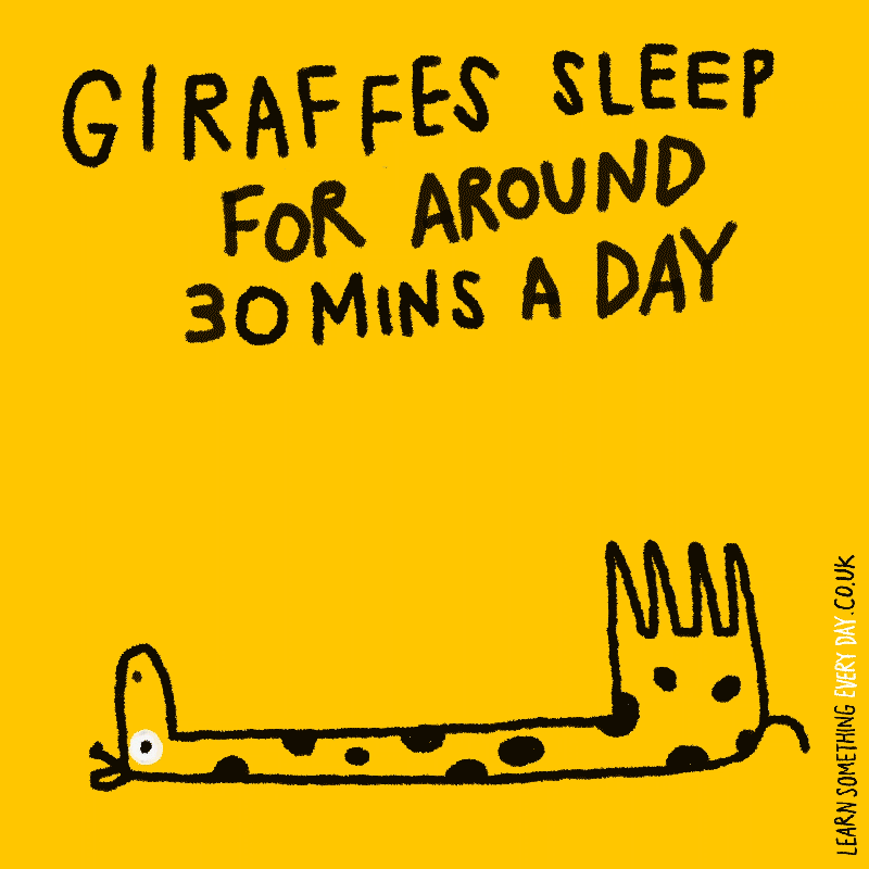 giraffes-sleep-for-around-30-mins-a-day.gif