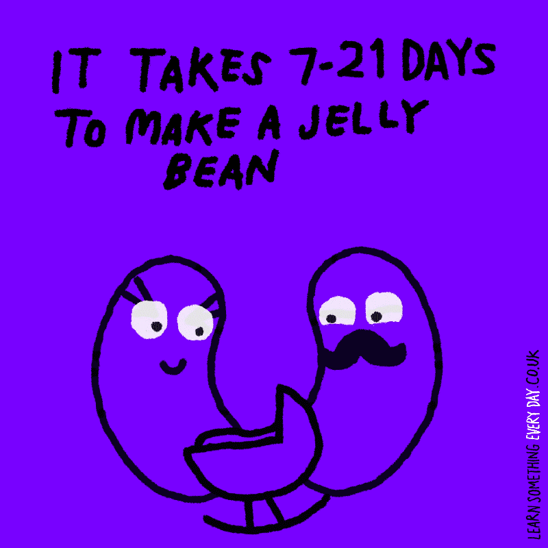 it-takes-7---21-days-to-make-a-jelly-bean.gif